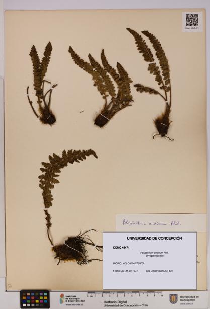 Polystichum andinum [Espécimen: UDEC:CONC:0045471]
