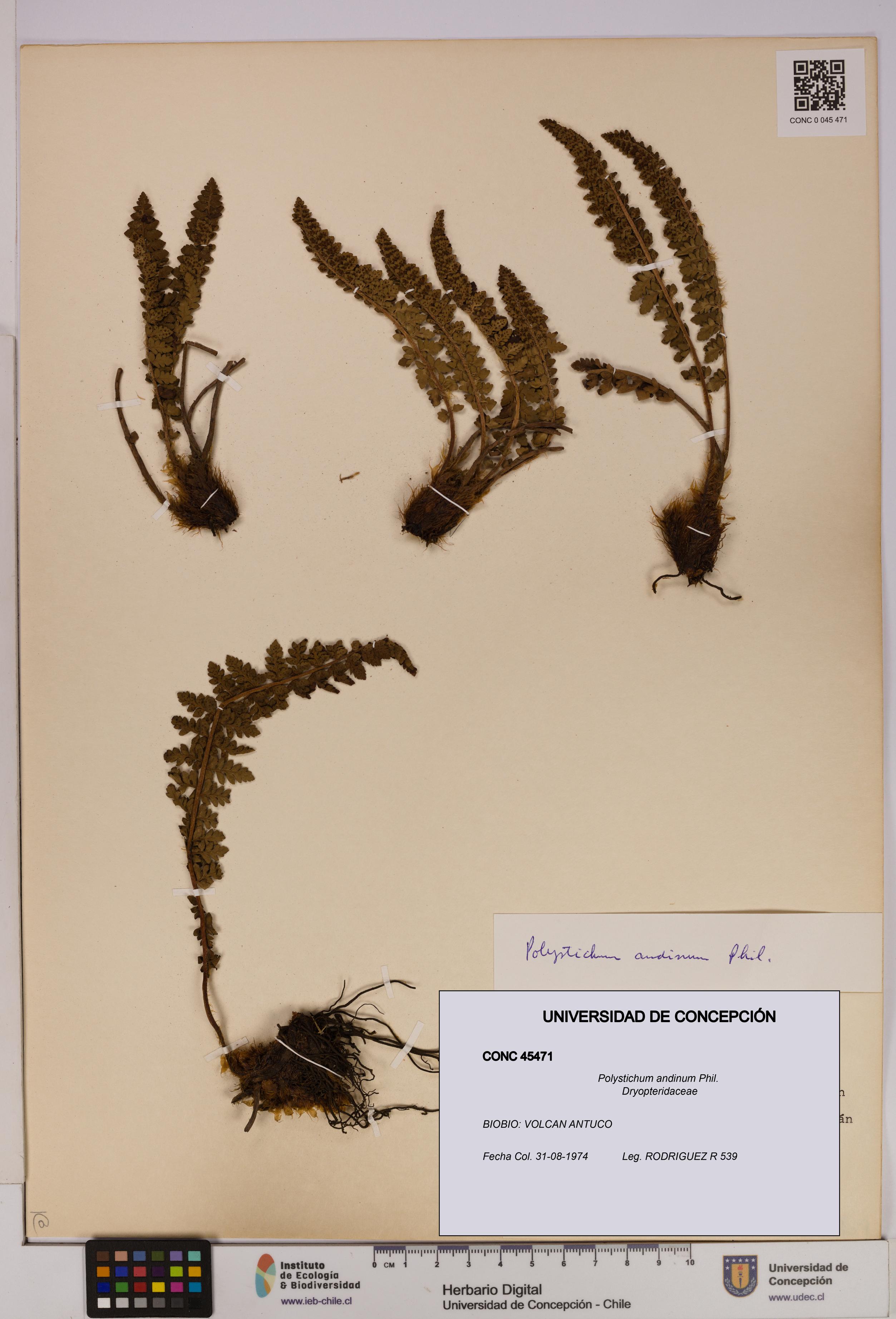 Polystichum andinum [Espécimen: UDEC:CONC:0045471]