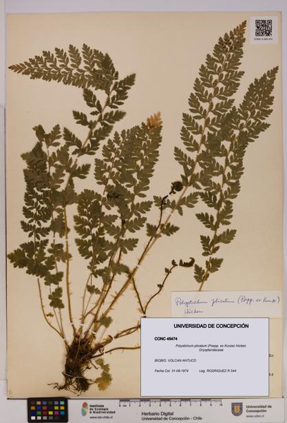 Polystichum plicatum [Espécimen: UDEC:CONC:0045474]