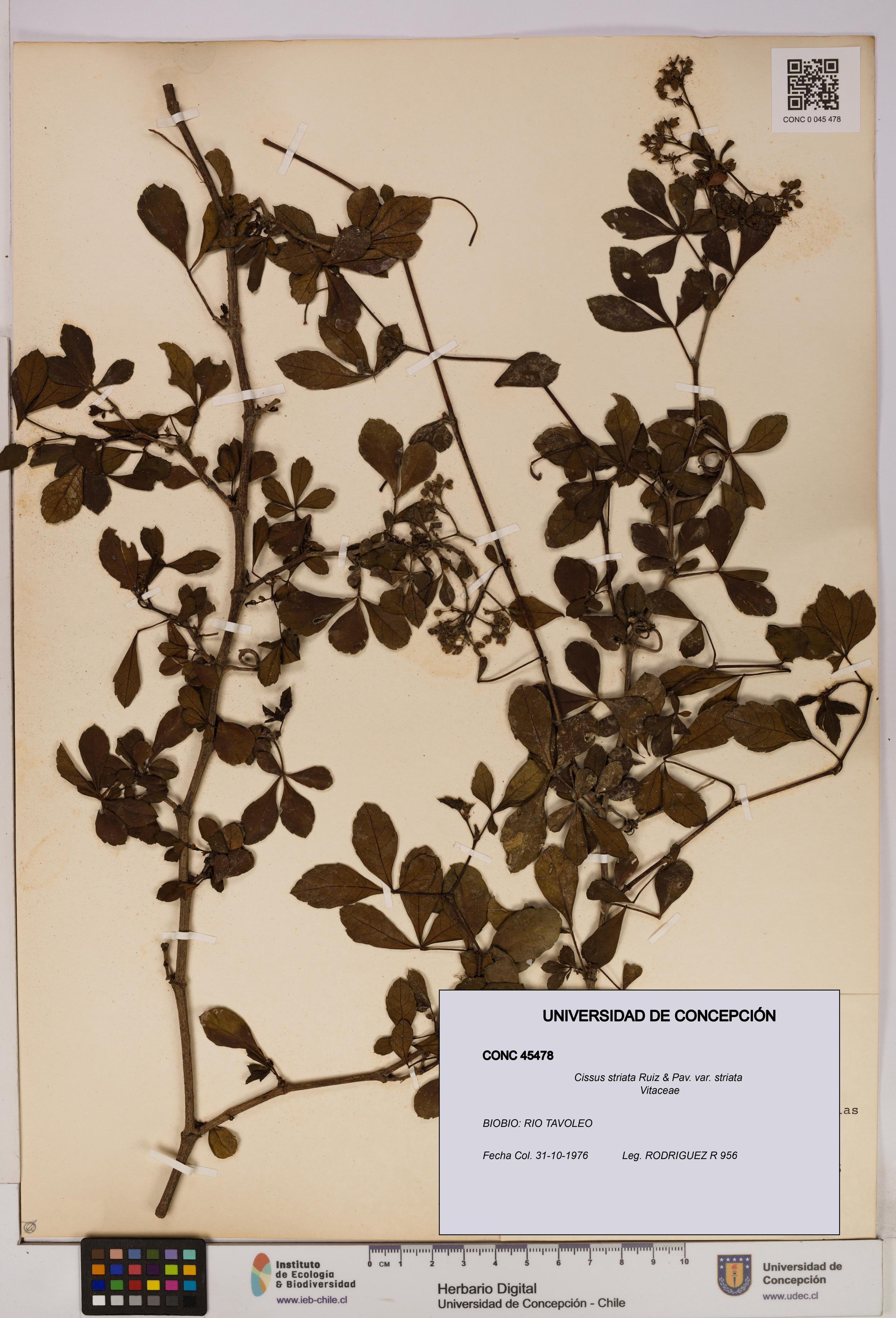 Cissus striata var. striata [Espécimen: UDEC:CONC:0045478]