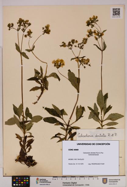 Calceolaria dentata [Espécimen: UDEC:CONC:0045483]