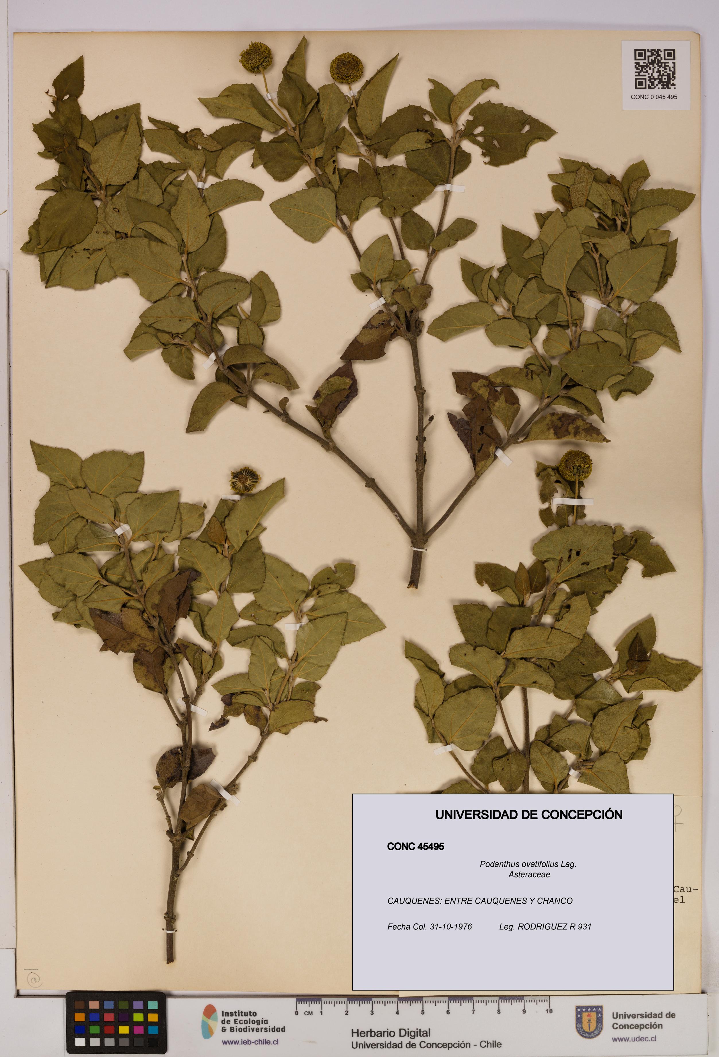 Podanthus ovatifolius [Espécimen: ]