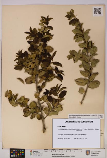 Archidasyphyllum diacanthoides [Espécimen: UDEC:CONC:0045503]