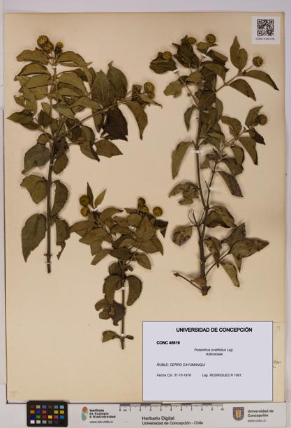 Podanthus ovatifolius [Espécimen: ]