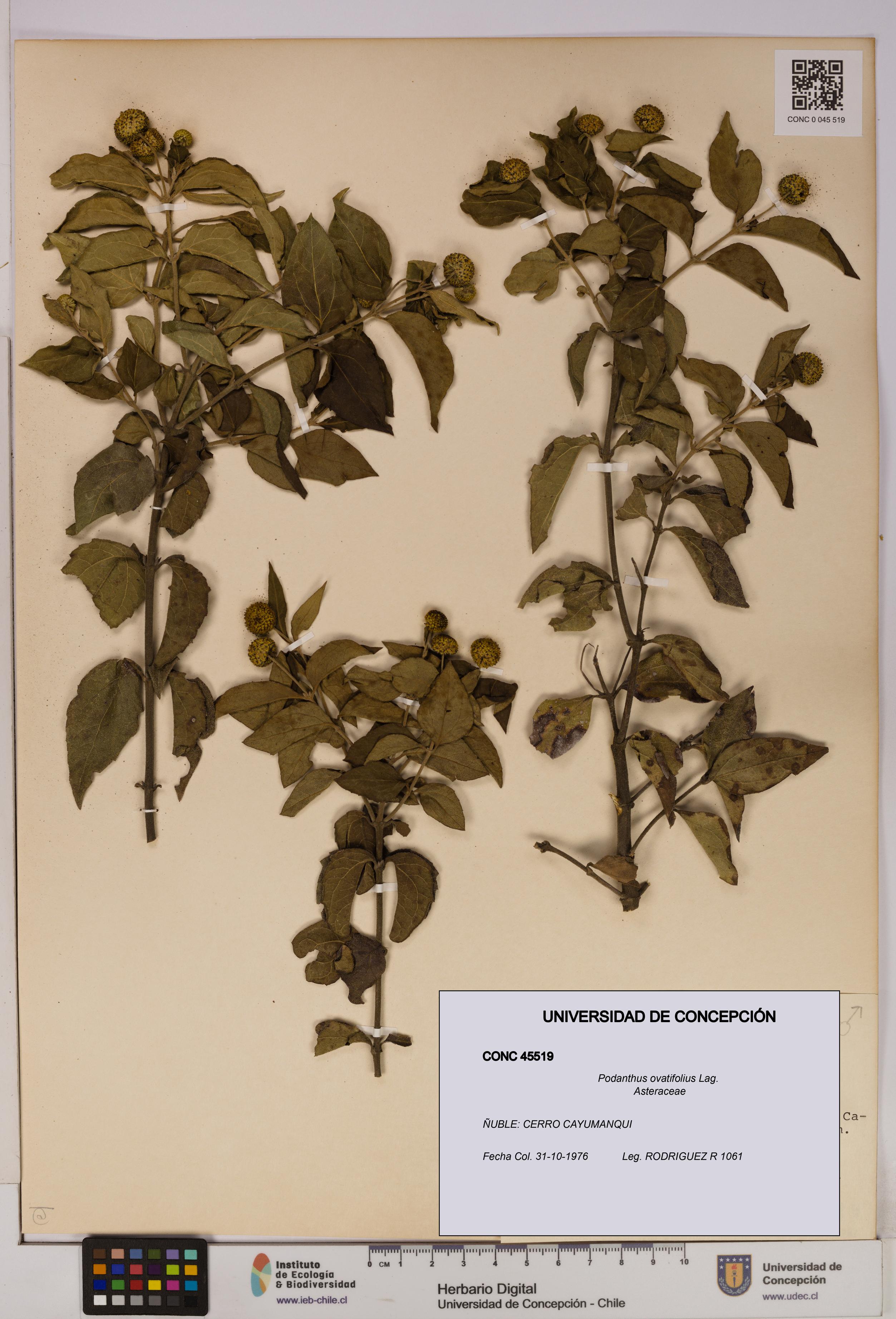 Podanthus ovatifolius [Espécimen: ]