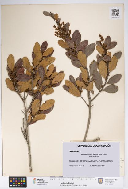 Lithraea caustica [Espécimen: UDEC:CONC:0045523]