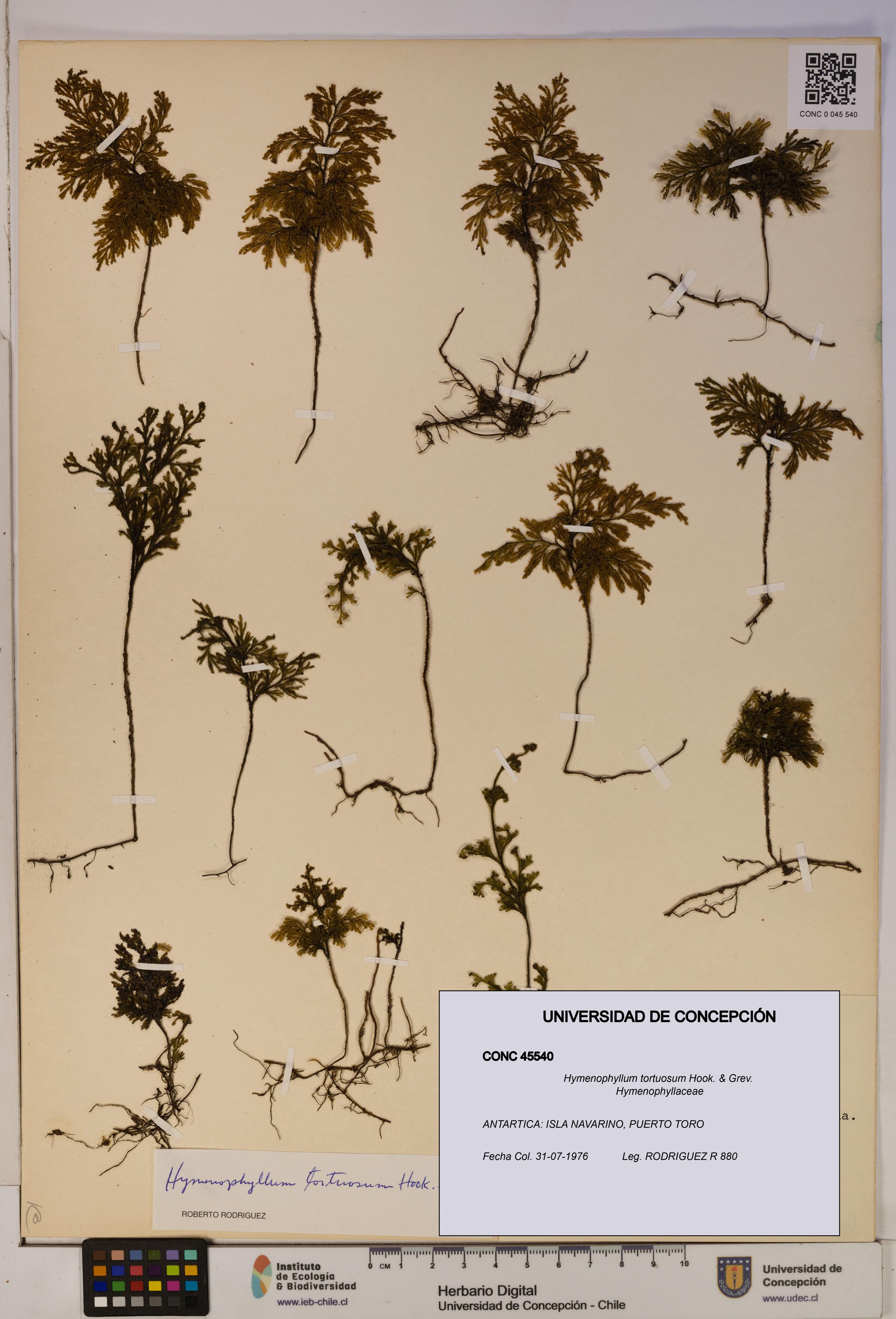 Hymenophyllum tortuosum [Espécimen: ]
