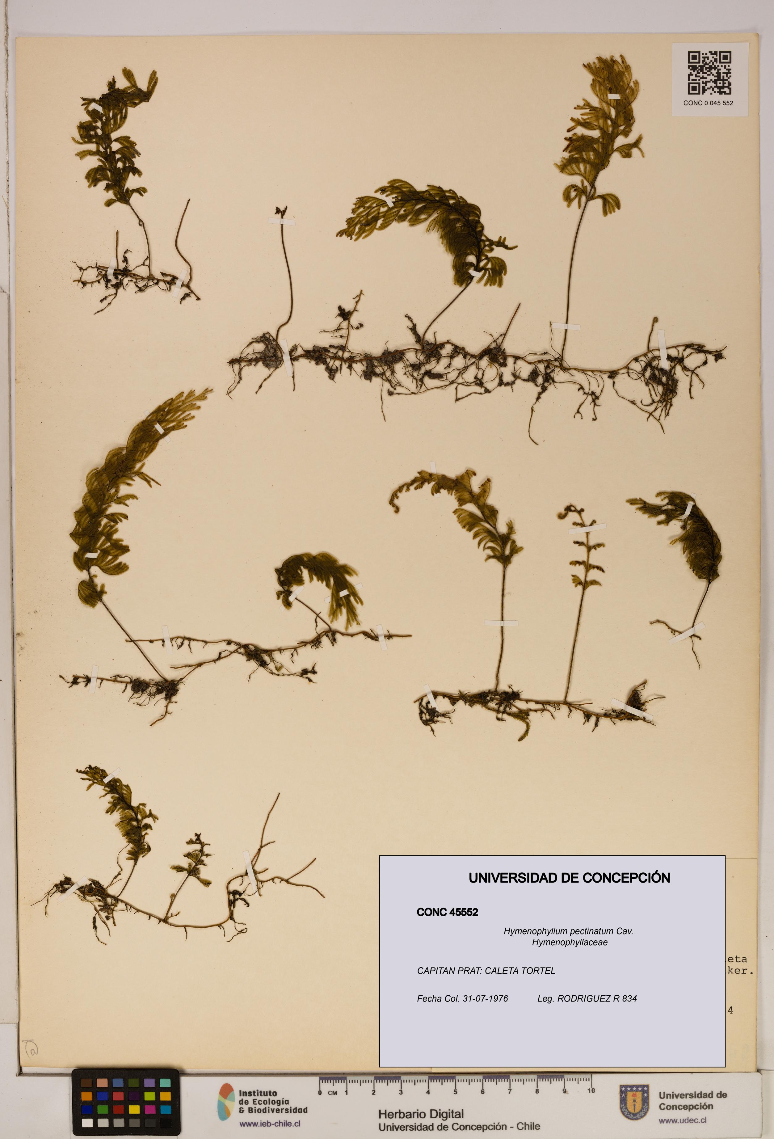 Hymenophyllum pectinatum [Espécimen: ]
