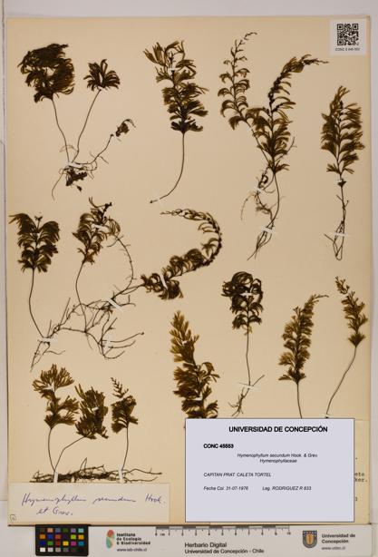 Hymenophyllum secundum [Espécimen: ]