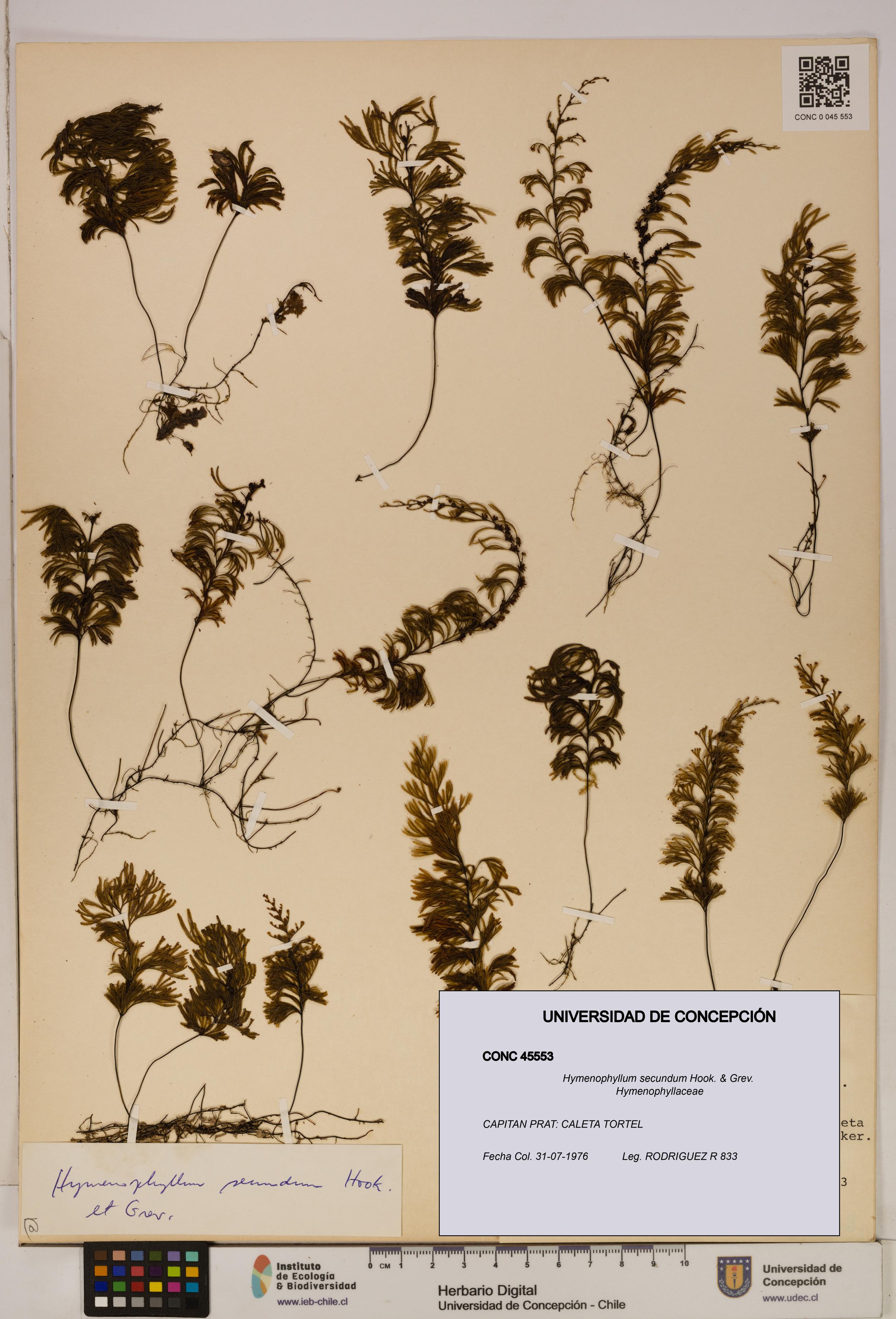 Hymenophyllum secundum [Espécimen: ]