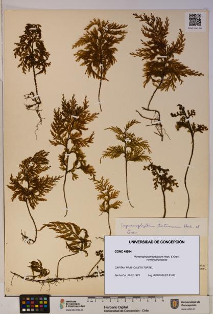 Hymenophyllum tortuosum [Espécimen: ]