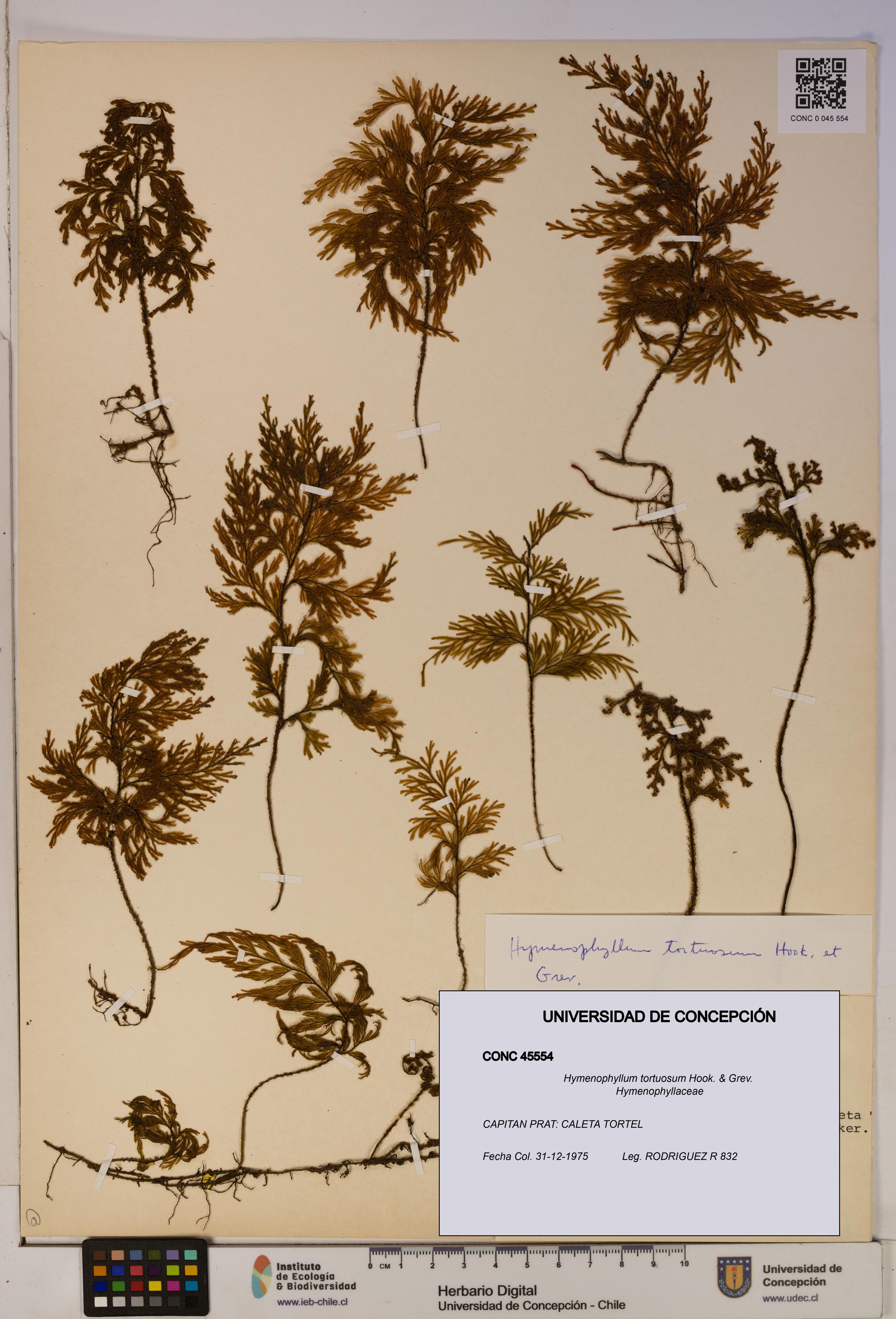 Hymenophyllum tortuosum [Espécimen: ]