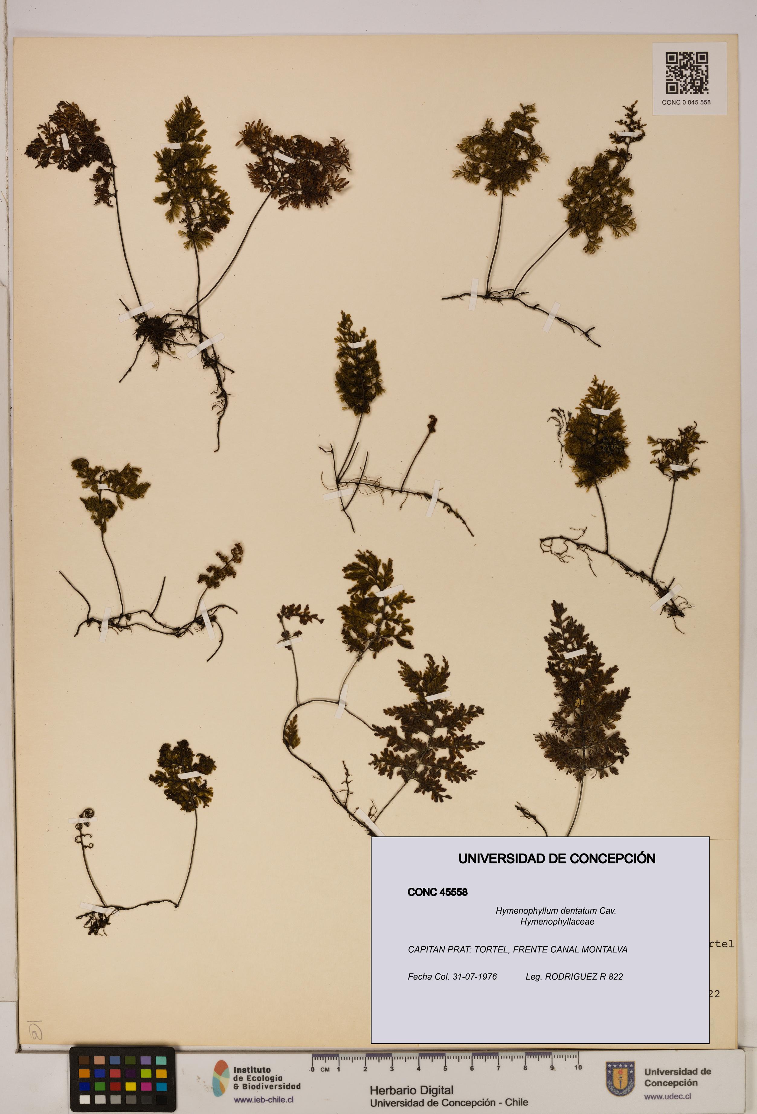 Hymenophyllum dentatum [Espécimen: UDEC:CONC:0045558]