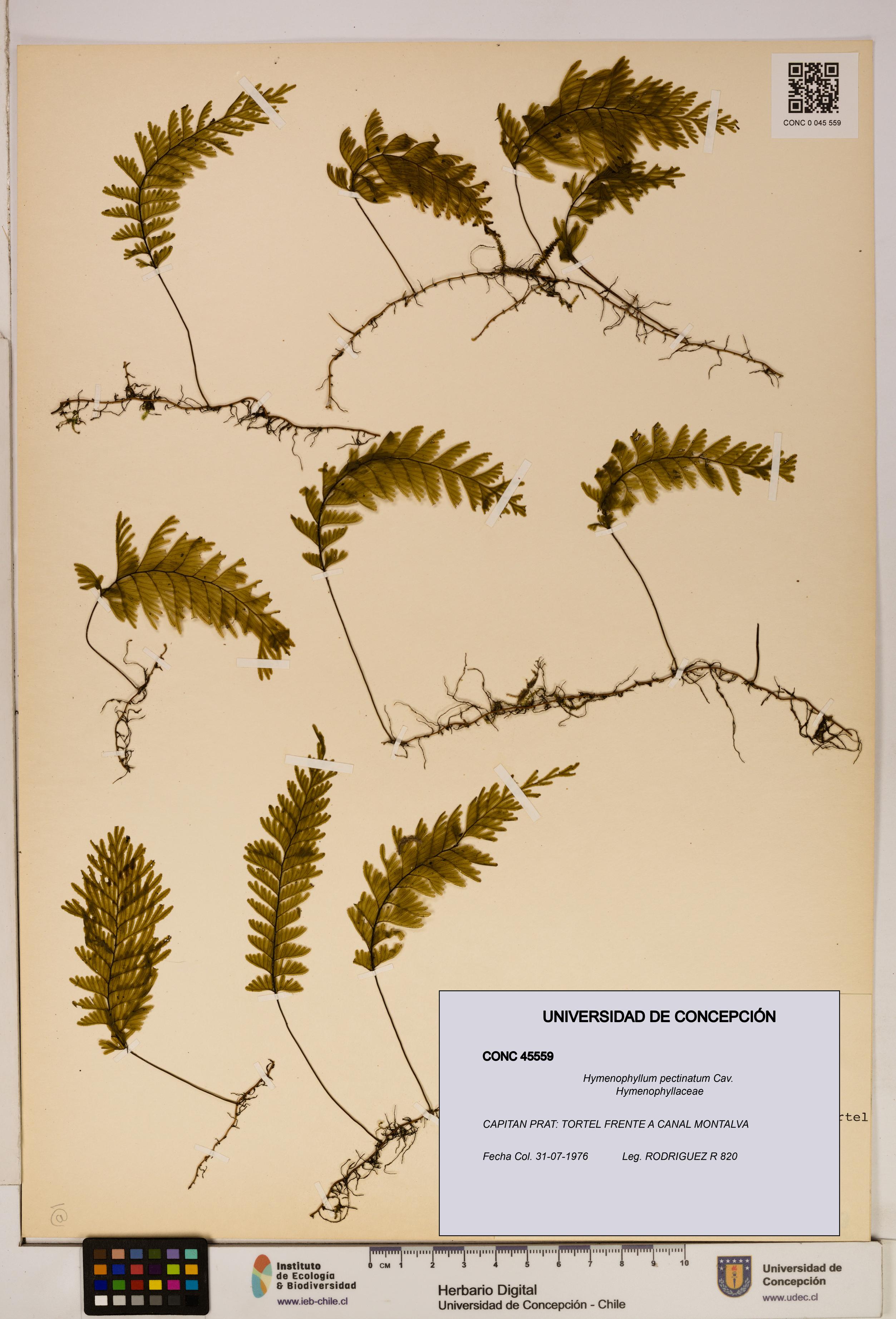 Hymenophyllum pectinatum [Espécimen: ]