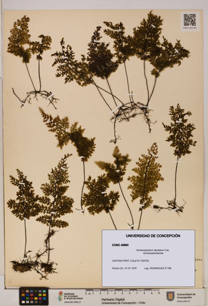 Hymenophyllum dentatum [Espécimen: UDEC:CONC:0045563]