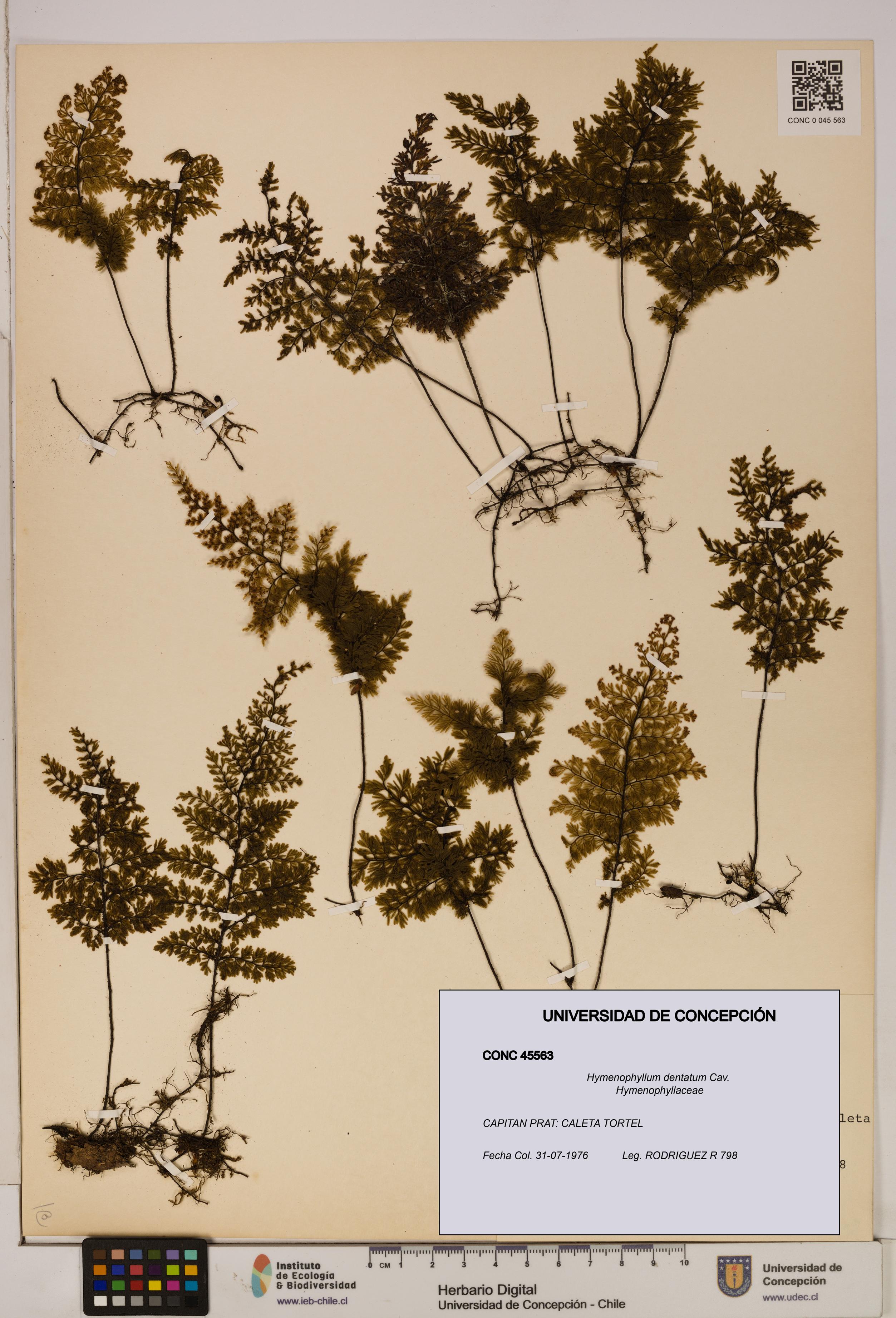 Hymenophyllum dentatum [Espécimen: UDEC:CONC:0045563]