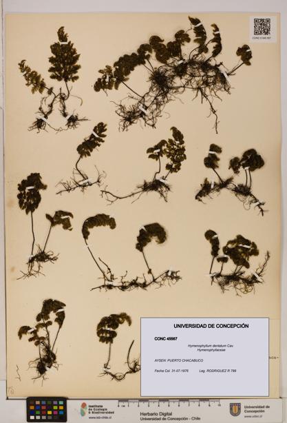 Hymenophyllum dentatum [Espécimen: UDEC:CONC:0045567]