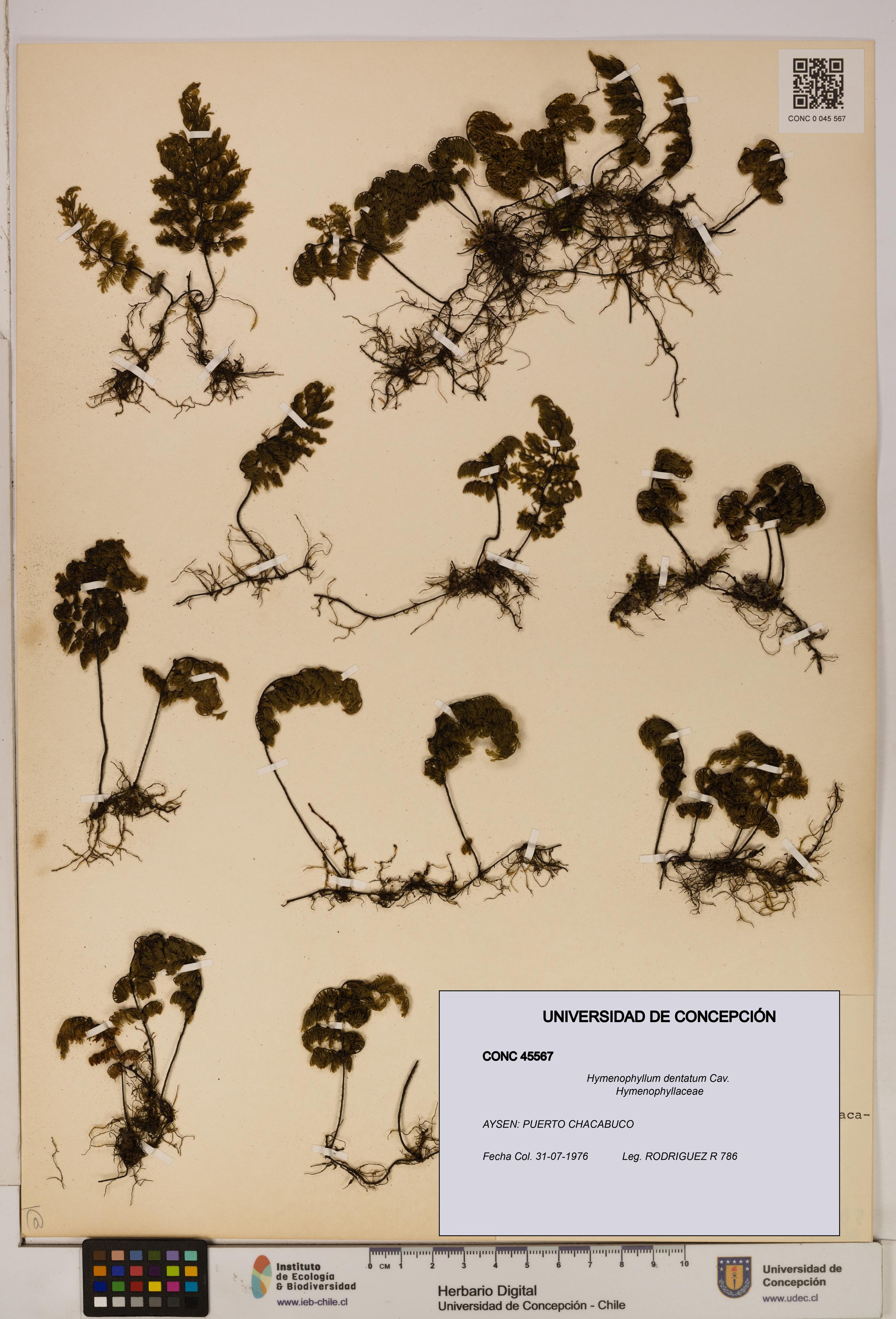 Hymenophyllum dentatum [Espécimen: UDEC:CONC:0045567]