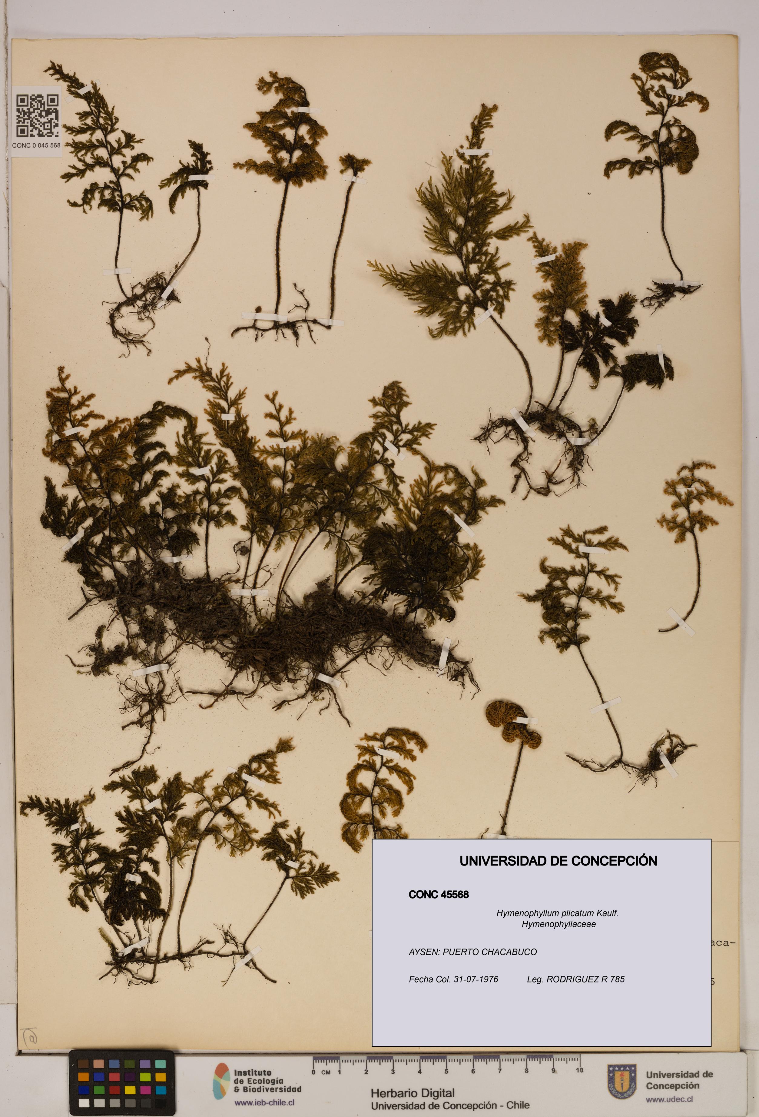 Hymenophyllum plicatum [Espécimen: ]