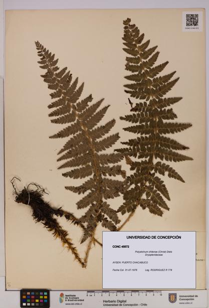 Polystichum chilense [Espécimen: UDEC:CONC:0045572]