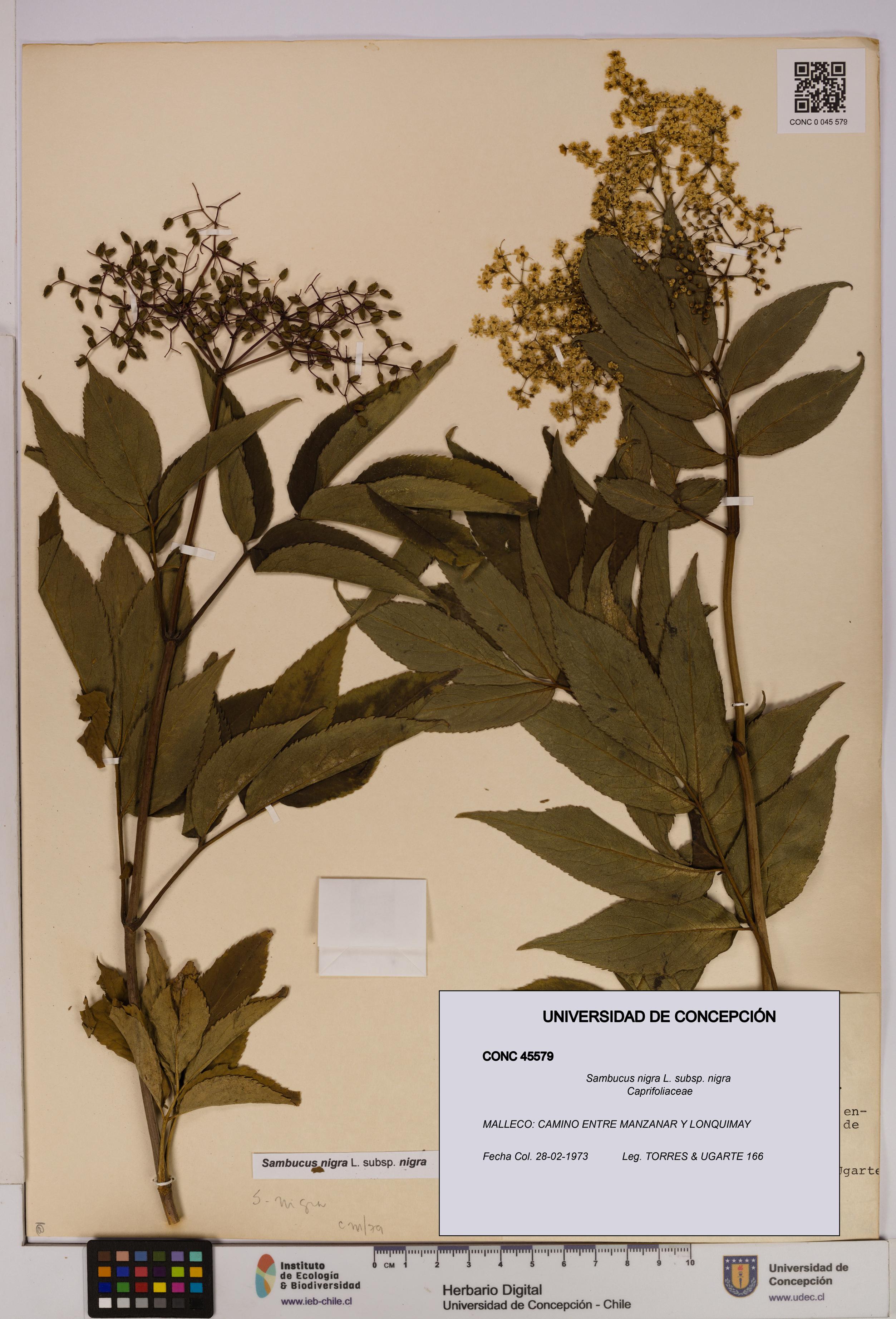 Sambucus nigra subsp. nigra [Espécimen: UDEC:CONC:0045579]
