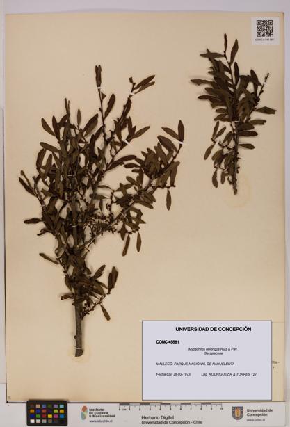 Myoschilos oblongus [Espécimen: UDEC:CONC:0045581]