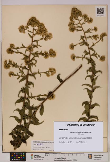 Baccharis racemosa [Espécimen: UDEC:CONC:0045587]
