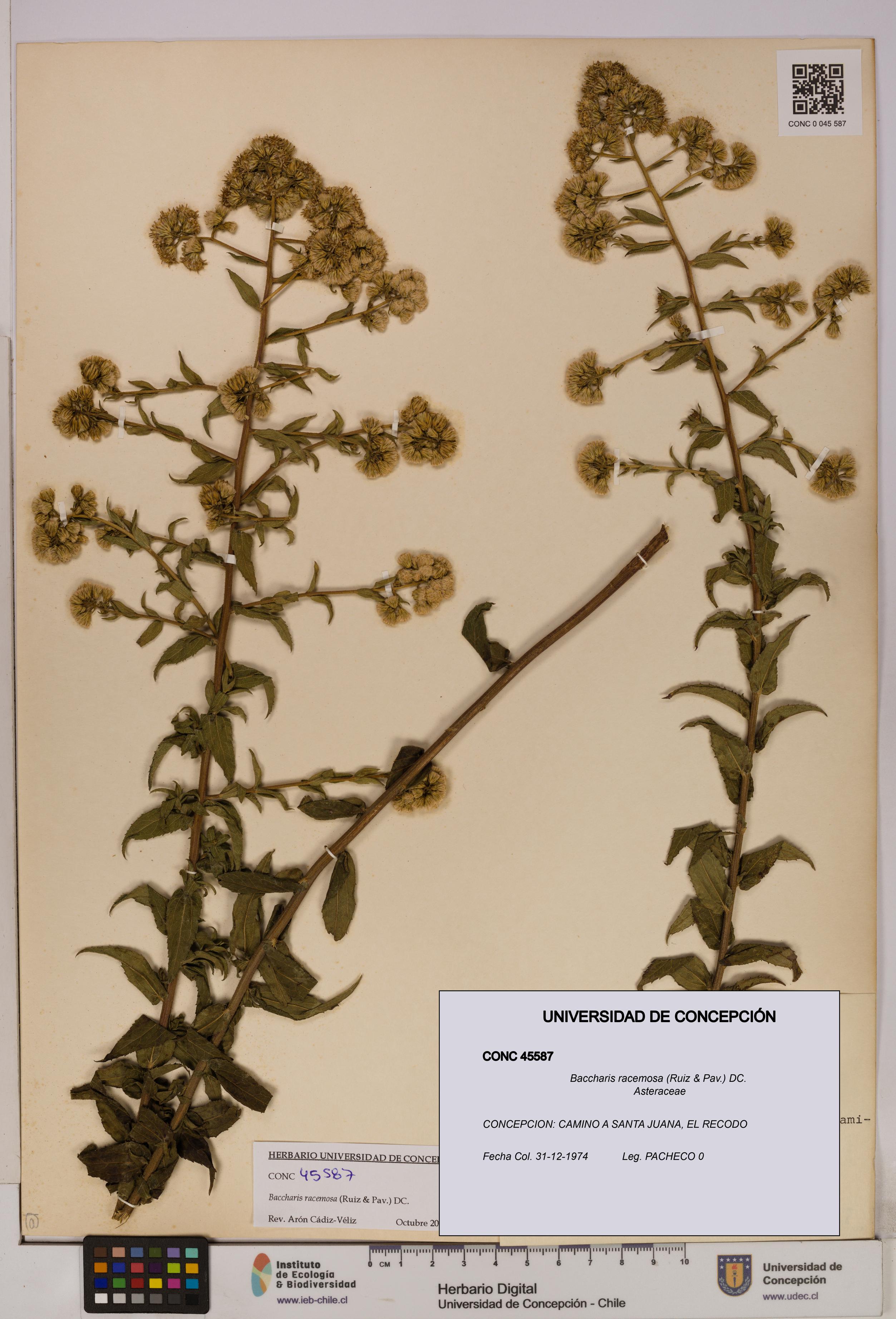 Baccharis racemosa [Espécimen: UDEC:CONC:0045587]