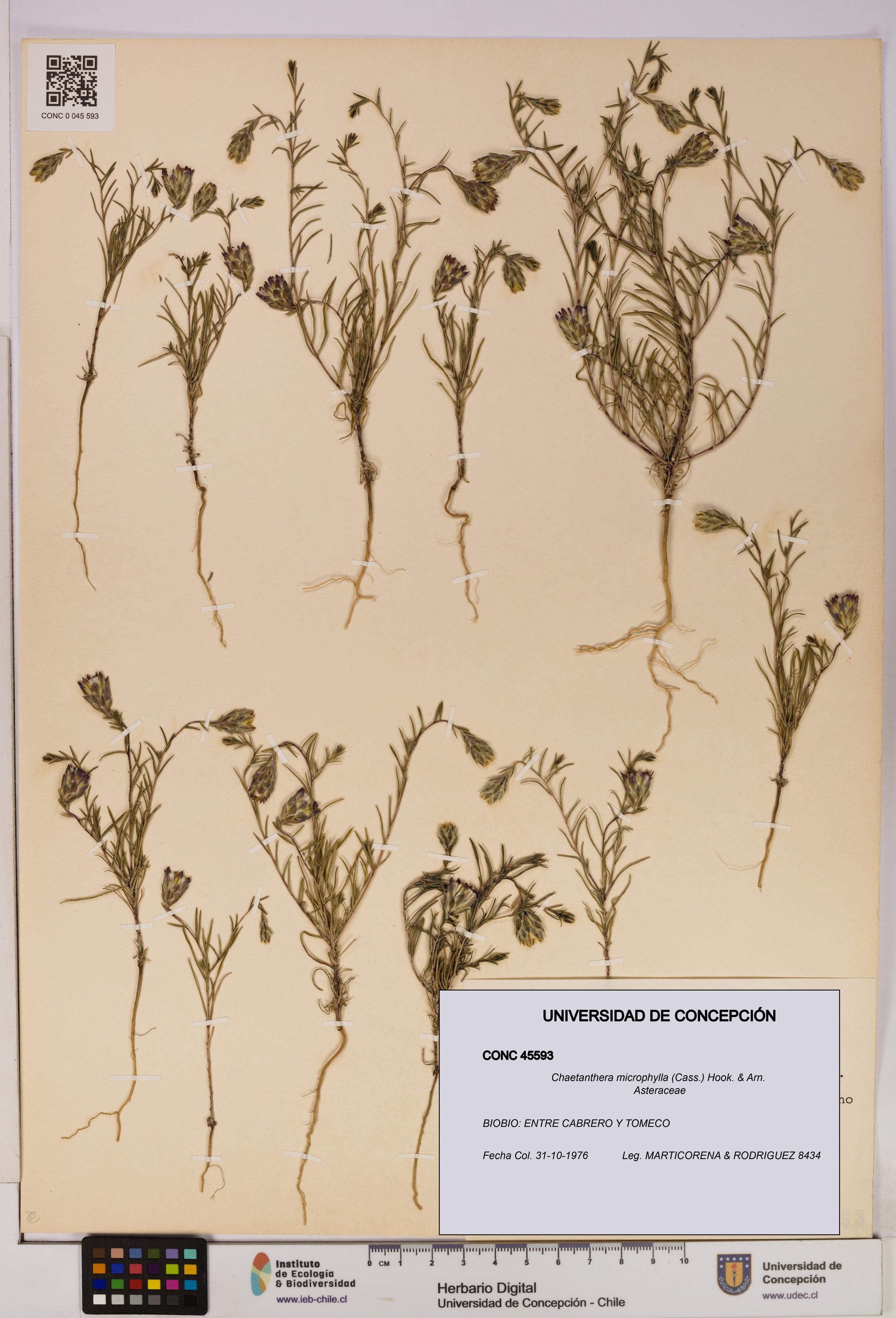 Chaetanthera microphylla [Espécimen: UDEC:CONC:0045593]