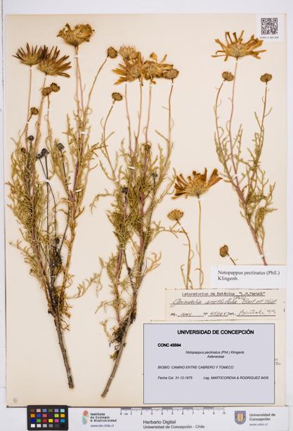 Notopappus pectinatus [Espécimen: ]