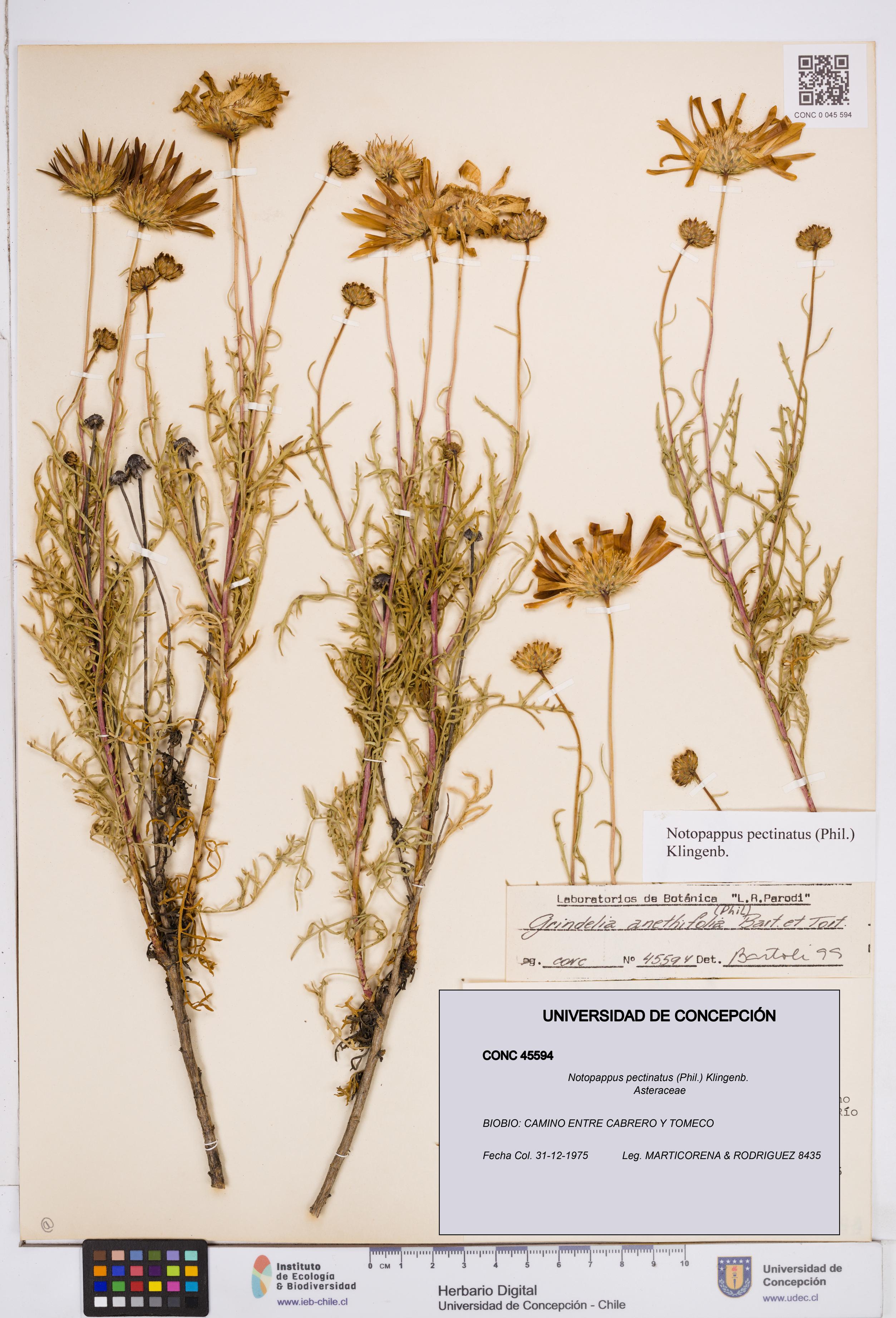 Notopappus pectinatus [Espécimen: ]