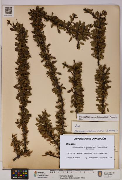 Ochetophila trinervis [Espécimen: UDEC:CONC:0045595]