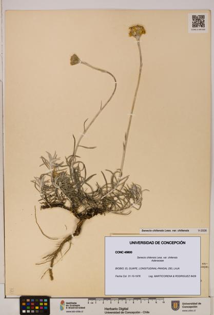 Senecio chilensis var. chilensis [Espécimen: UDEC:CONC:0045600]