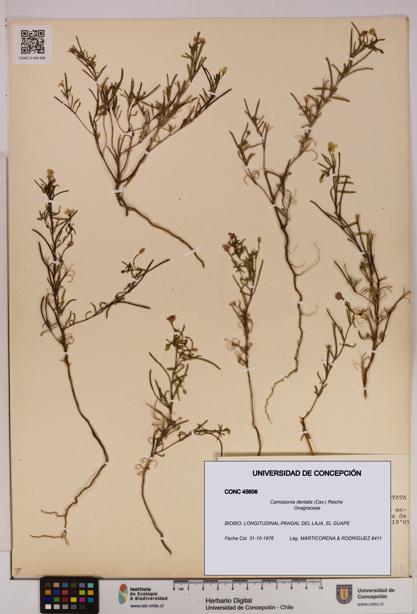 Camissonia dentata [Espécimen: UDEC:CONC:0045606]