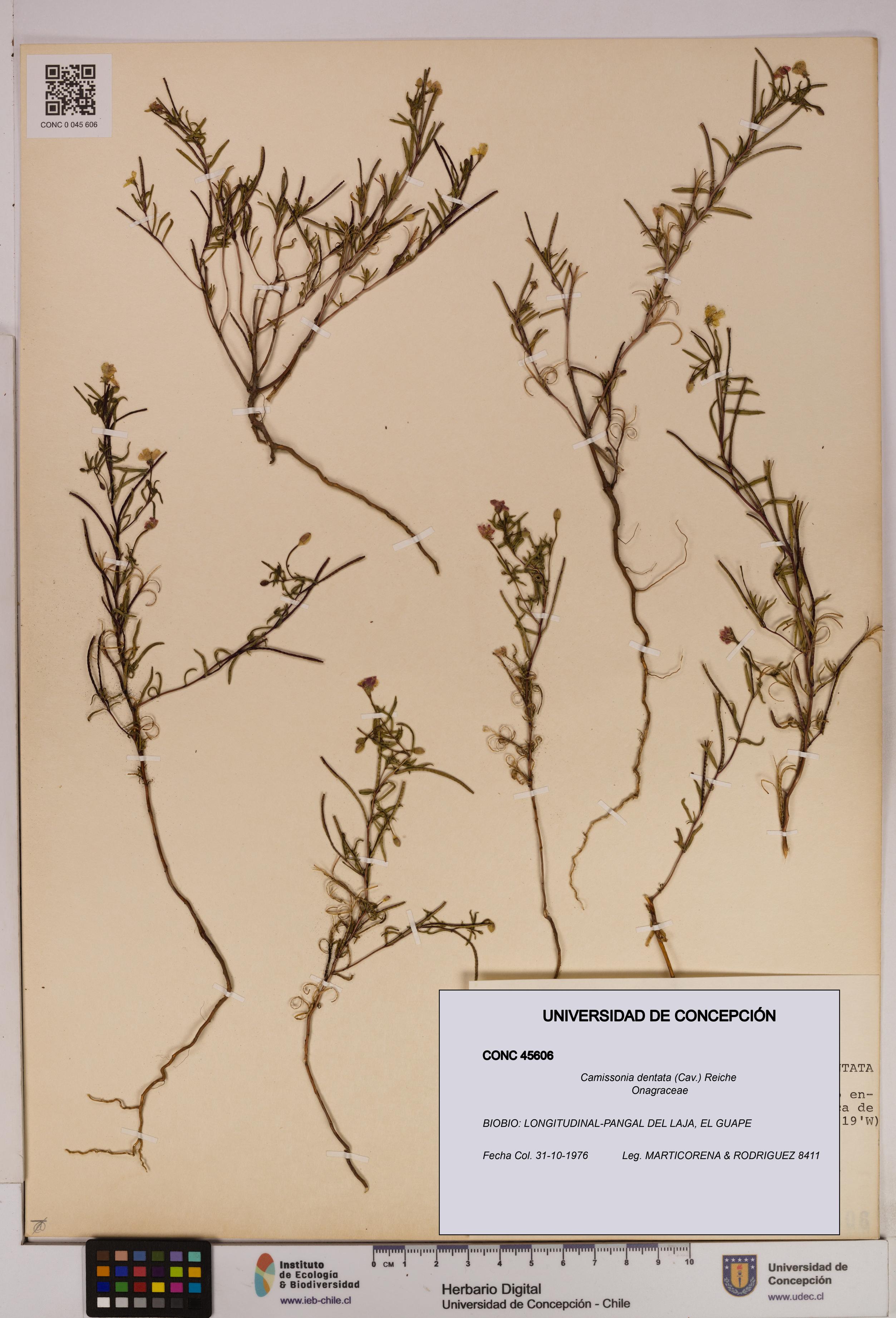 Camissonia dentata [Espécimen: UDEC:CONC:0045606]