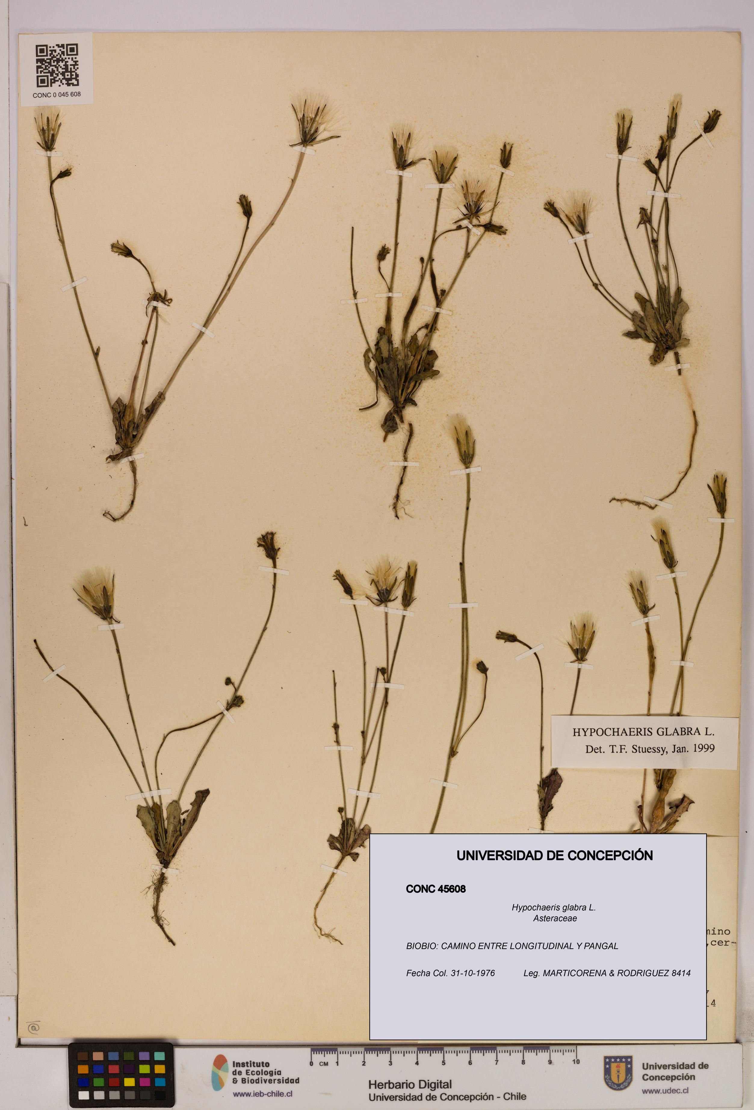 Hypochaeris glabra [Espécimen: UDEC:CONC:0045608]