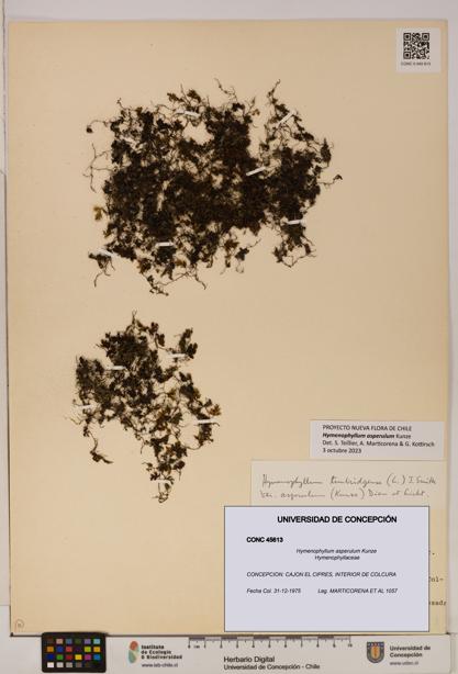 Hymenophyllum asperulum [Espécimen: UDEC:CONC:0045613]