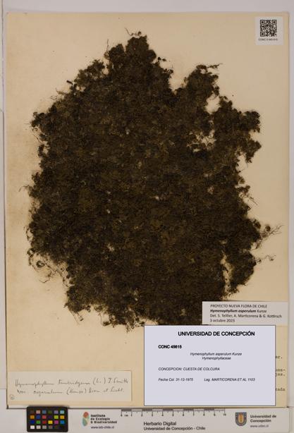 Hymenophyllum asperulum [Espécimen: UDEC:CONC:0045615]