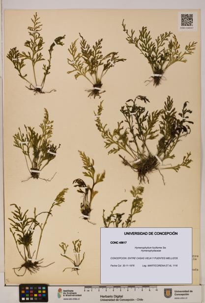 Hymenophyllum fuciforme [Espécimen: UDEC:CONC:0045617]