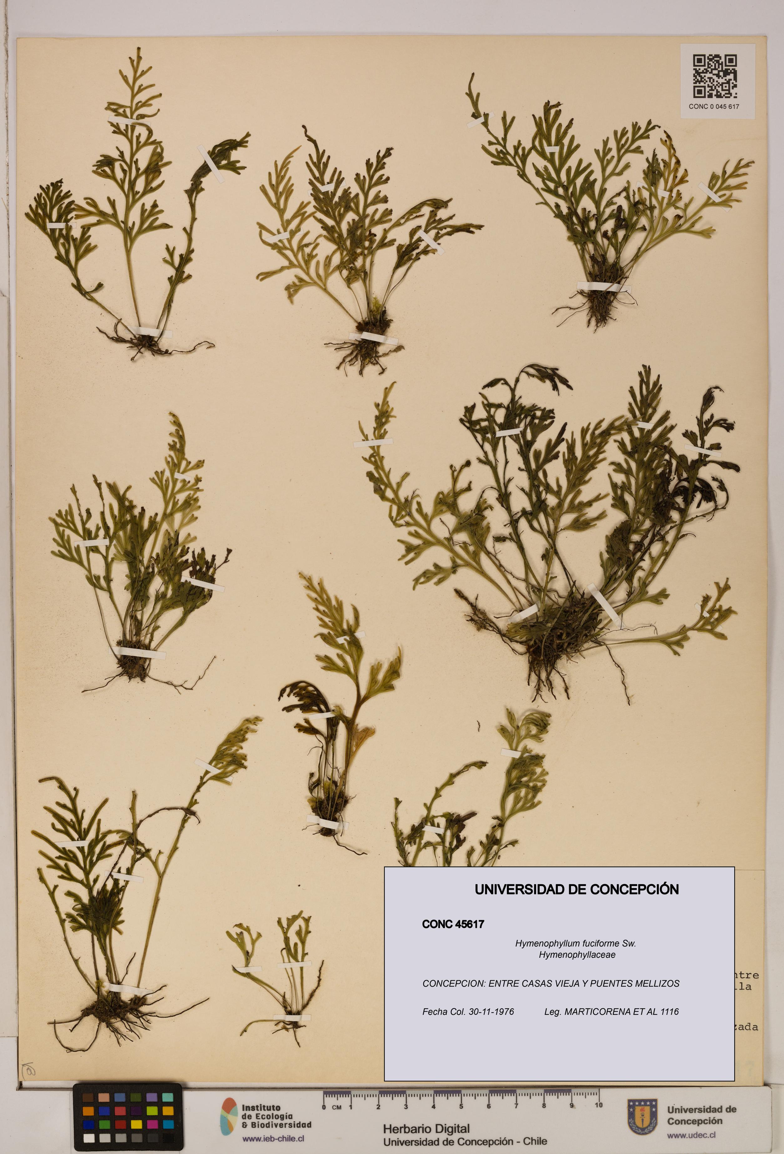 Hymenophyllum fuciforme [Espécimen: UDEC:CONC:0045617]