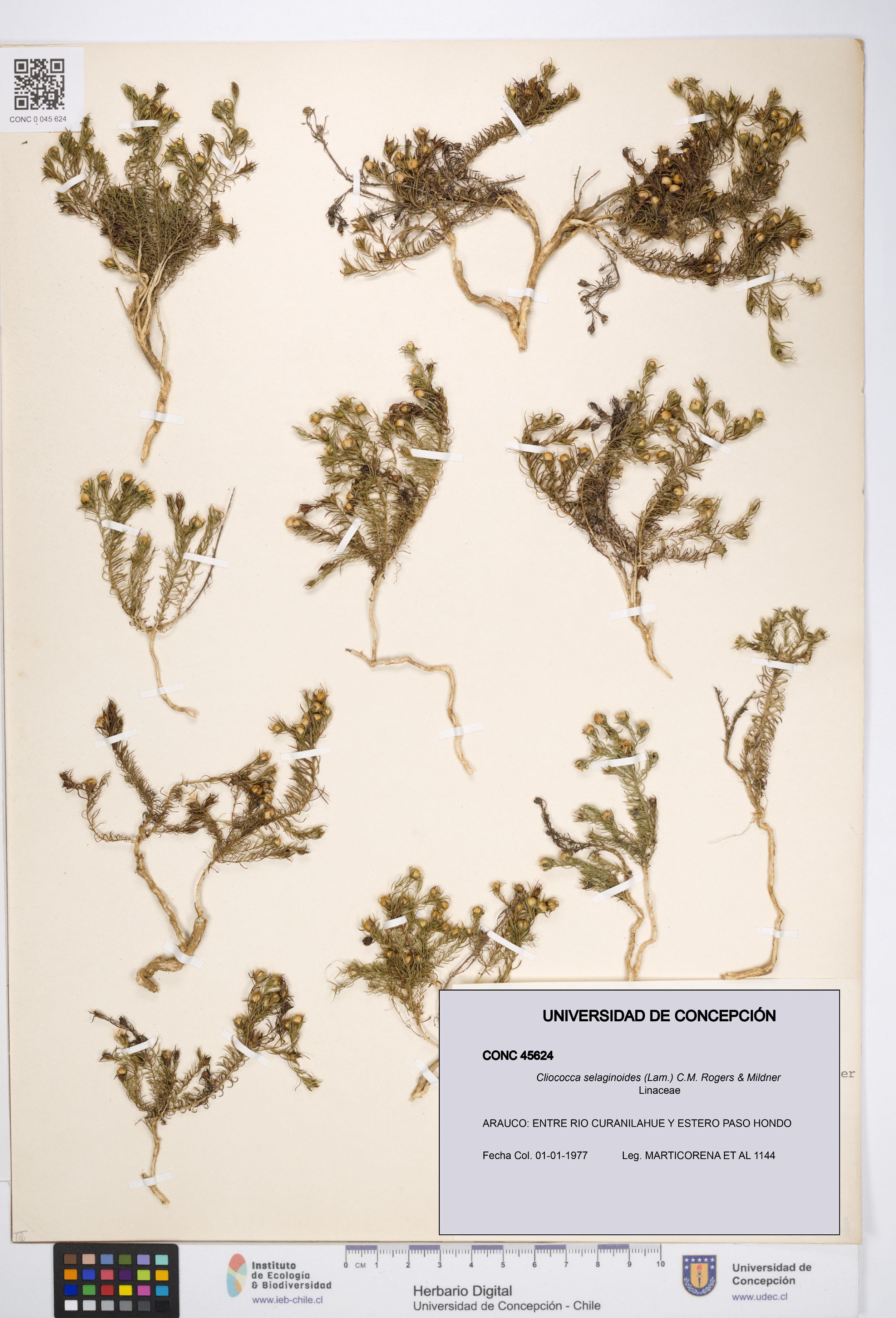 Cliococca selaginoides [Espécimen: UDEC:CONC:0045624]