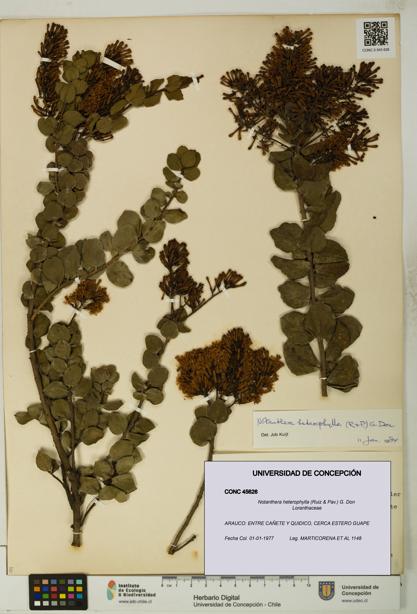 Notanthera heterophylla [Espécimen: UDEC:CONC:0045626]