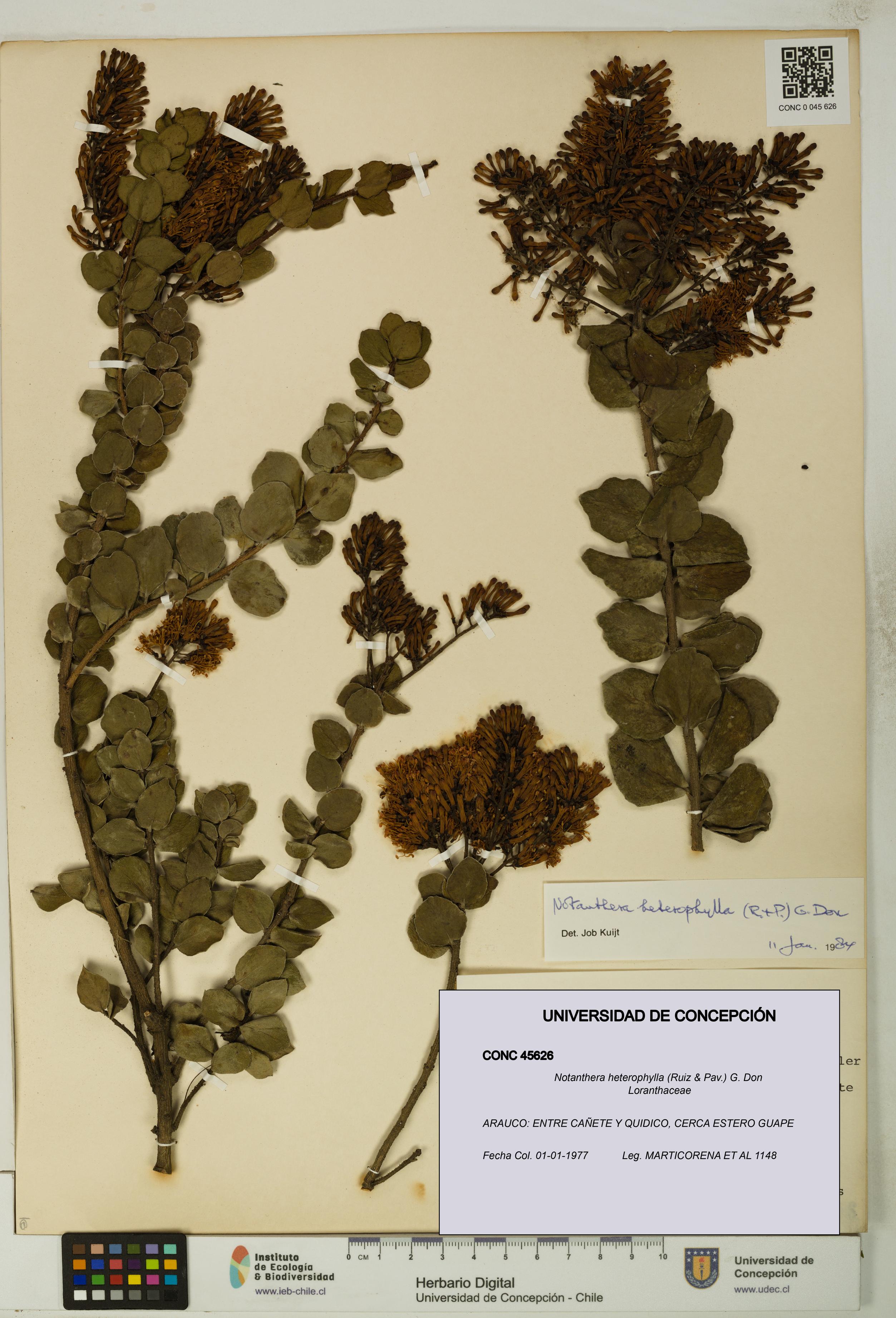 Notanthera heterophylla [Espécimen: UDEC:CONC:0045626]