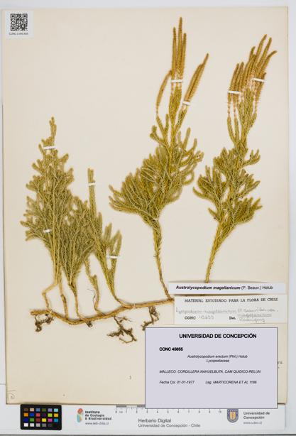 Austrolycopodium erectum [Espécimen: UDEC:CONC:0045655]