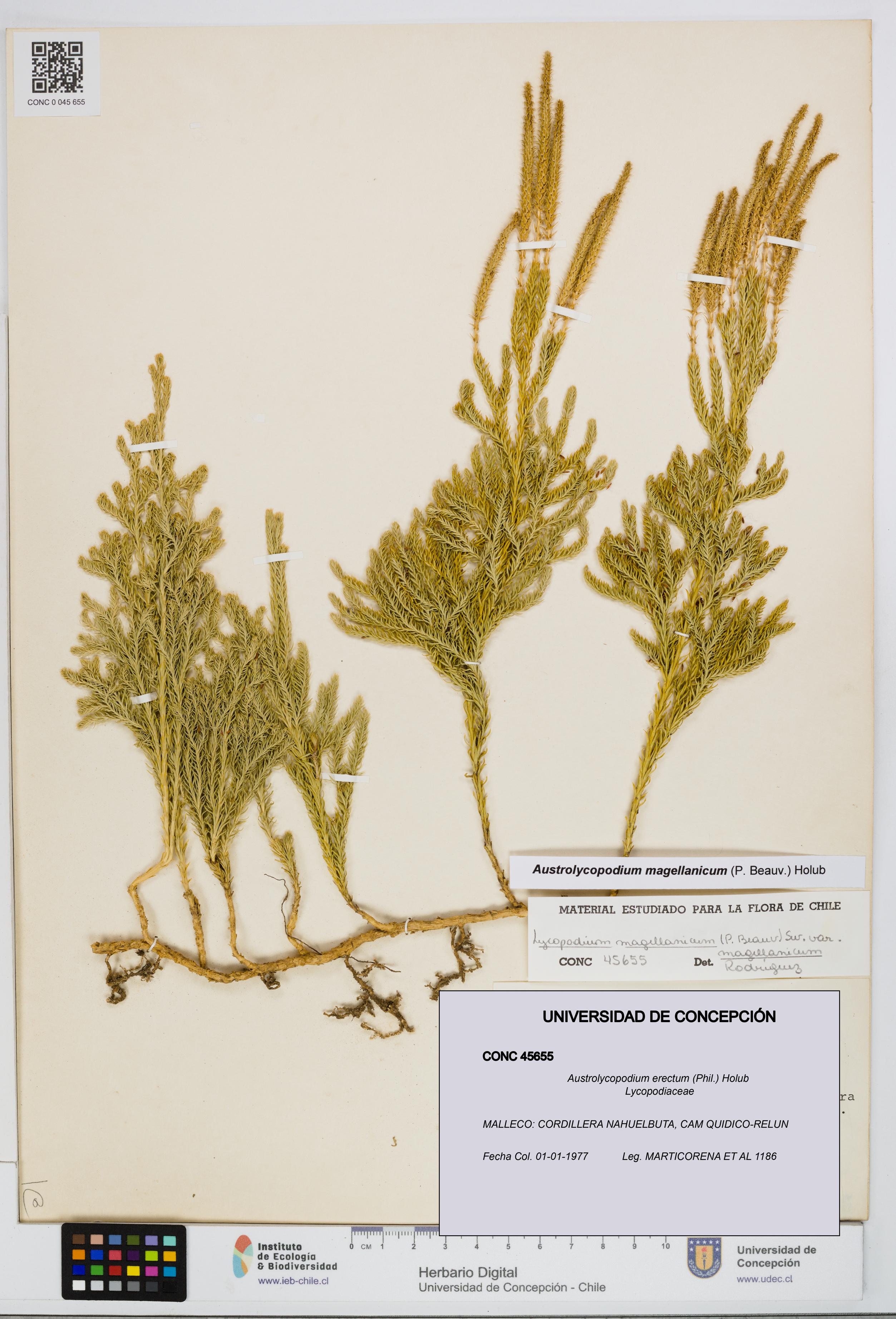 Austrolycopodium erectum [Espécimen: UDEC:CONC:0045655]
