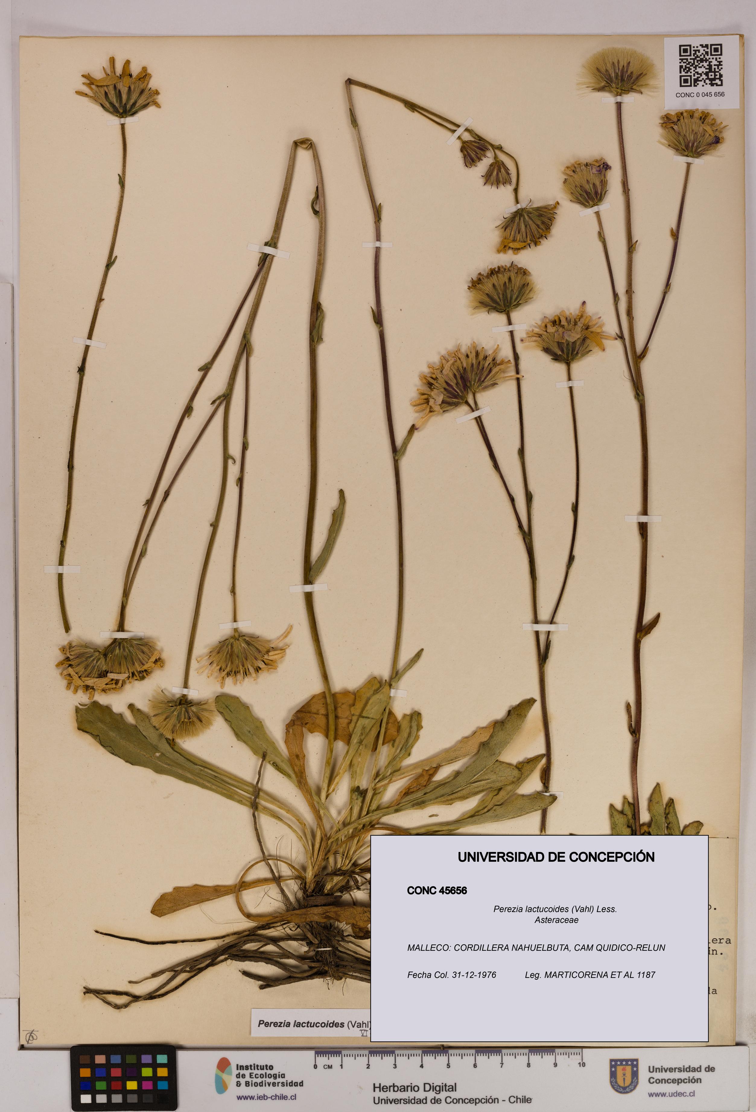 Perezia lactucoides [Espécimen: UDEC:CONC:0045656]