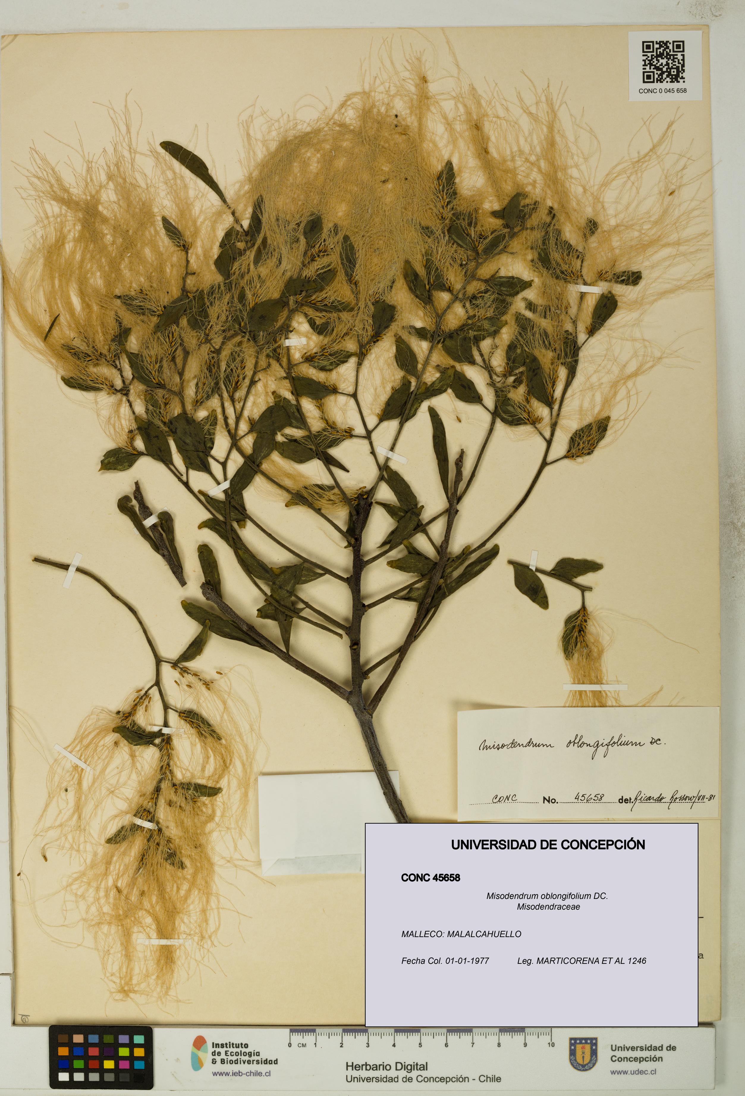 Misodendrum oblongifolium [Espécimen: UDEC:CONC:0045658]