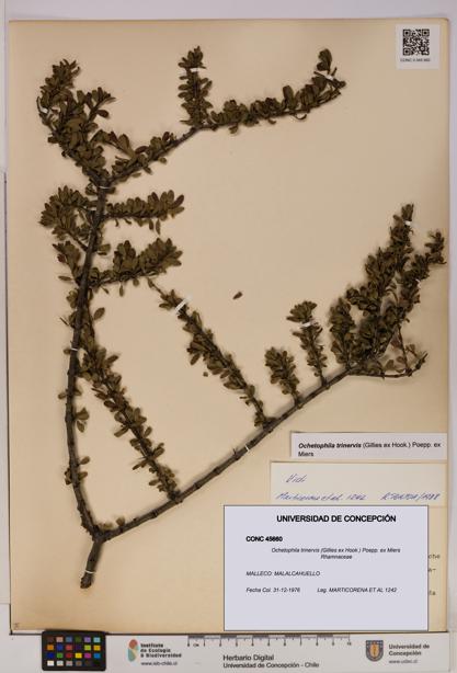 Ochetophila trinervis [Espécimen: UDEC:CONC:0045660]