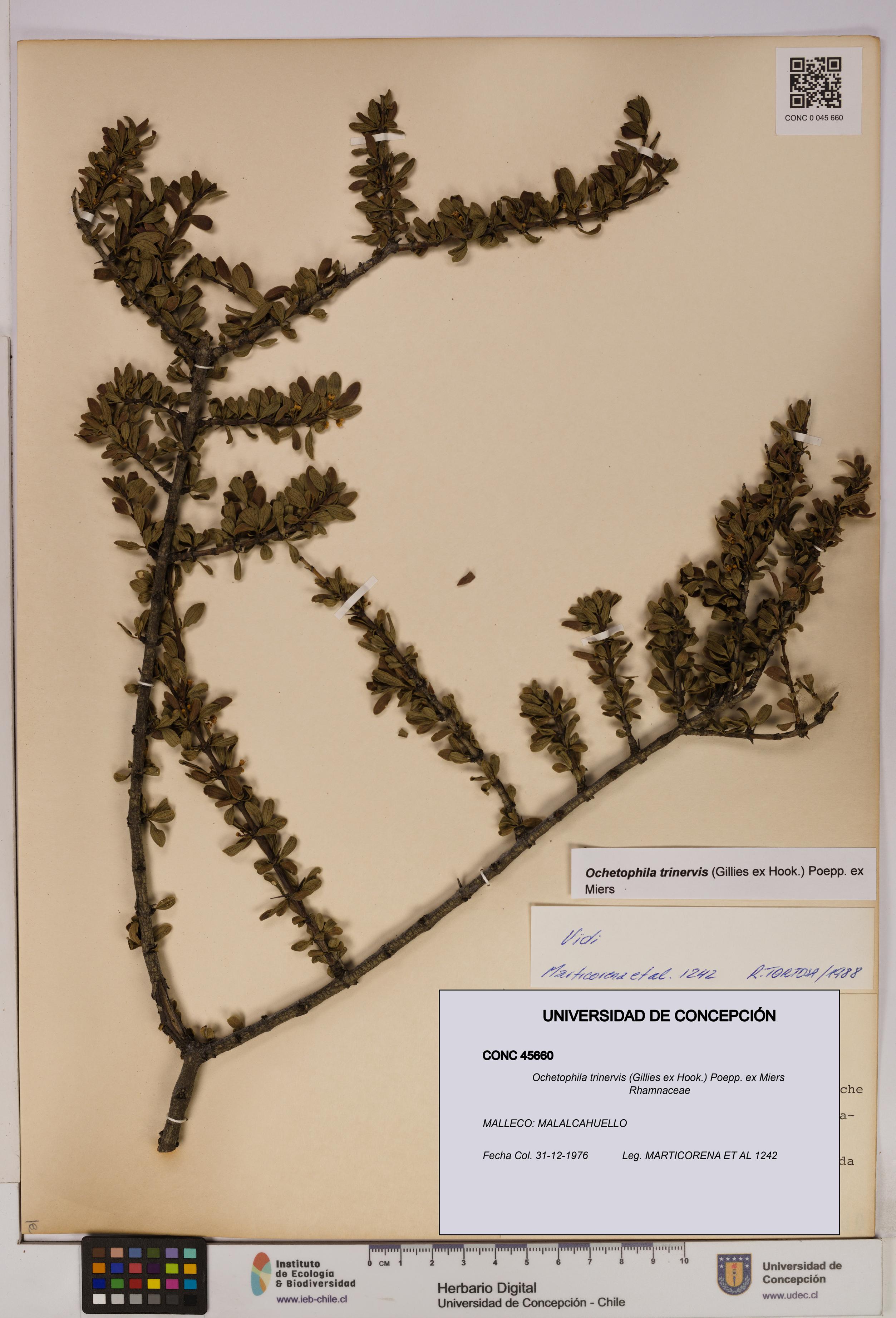 Ochetophila trinervis [Espécimen: UDEC:CONC:0045660]