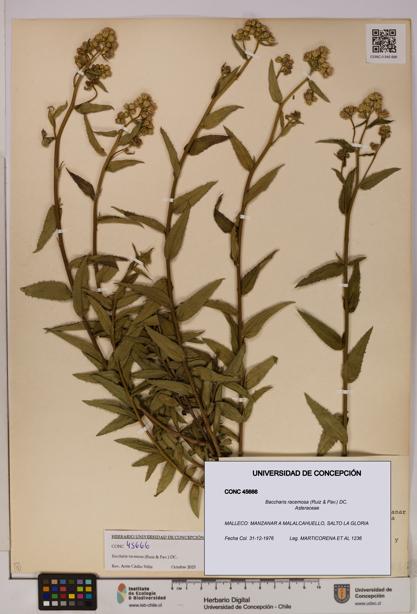 Baccharis racemosa [Espécimen: UDEC:CONC:0045666]